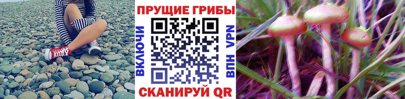 Купить закладки  Соль-Илецк  Псилоцибиновые грибы Magic Shrooms 